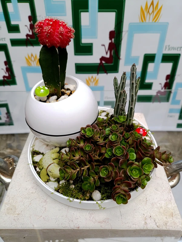 יחידה עציץ עם סוקולנטים