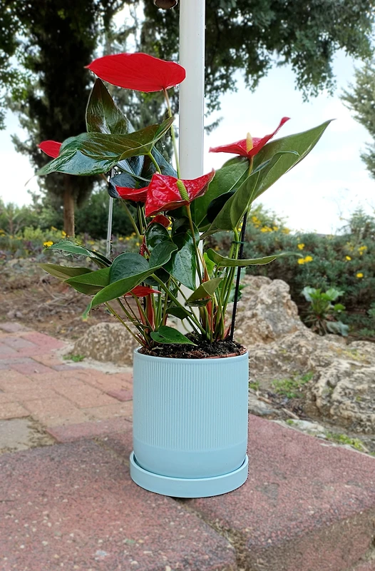 אנטוריום כולל כלי