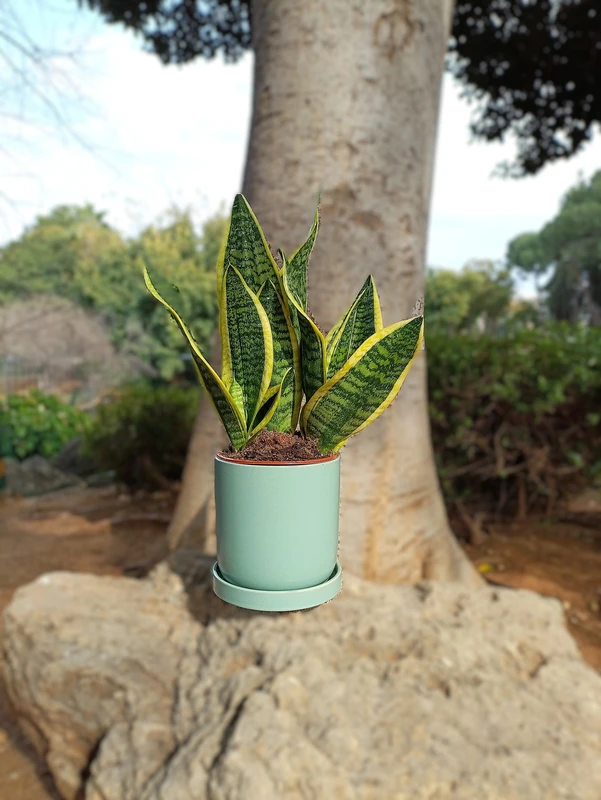 סנסינווריה כולל כלי