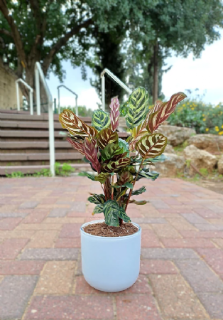 קלתאה מקוינית כולל כלי