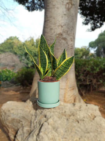 סנסינווריה כולל כלי